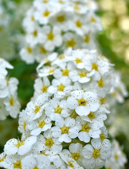 DSC_0025a Flower Cascade LR.jpg